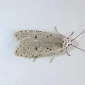 Exaeretia nivalis - Hodges#0906
