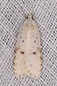 Exaeretia nivalis - Hodges#0906 - photo 2