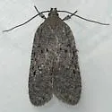 Exaeretia scabella - Hodges#0909