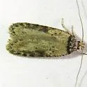 Exaeretia umbraticostella - Hodges#0900