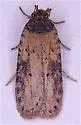 Exaeretia umbraticostella - Hodges#0900 - photo 2