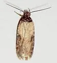Exaeretia umbraticostella - Hodges#0900 - photo 4