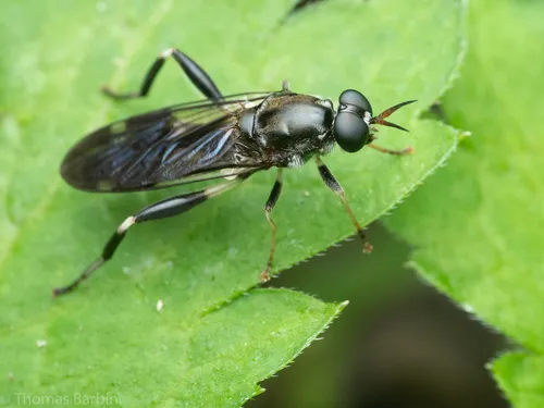 Garden Soldier Fly - photo 2