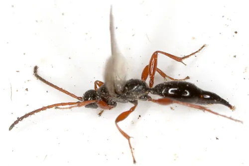 Exallonyx crenicornis