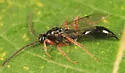 Exallonyx grandis - photo 2