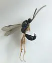 Exallonyx obsoletus