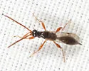 Exallonyx obsoletus - photo 2