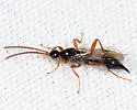 Exallonyx obsoletus - photo 3