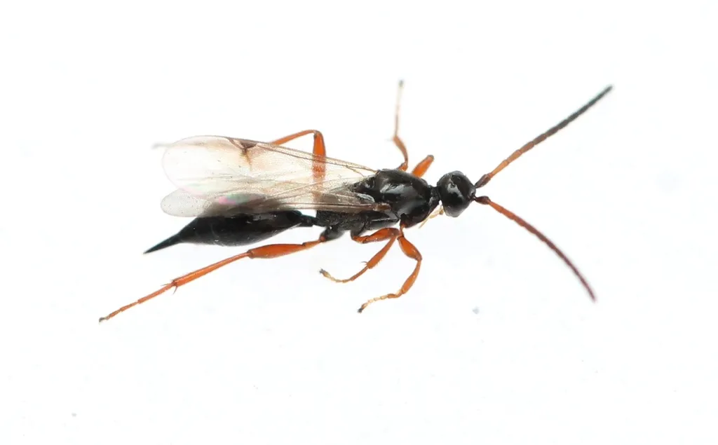 Exallonyx pallidistigma - photo 2