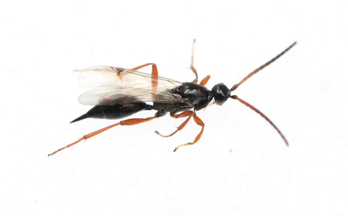 Exallonyx pallidistigma - photo 3