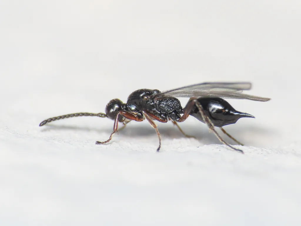 Exallonyx trifoveatus - photo 2
