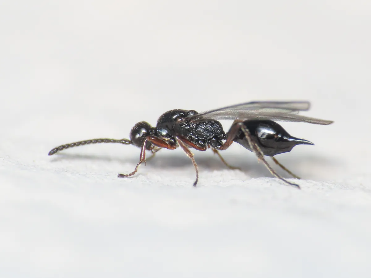 Exallonyx trifoveatus - photo 3