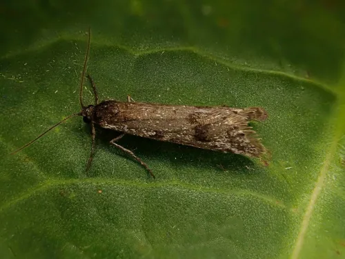 Exapate congelatella - Exapate congelatella
