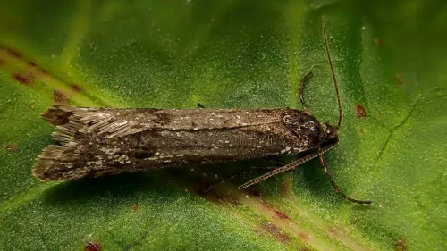 Exapate congelatella - photo 2
