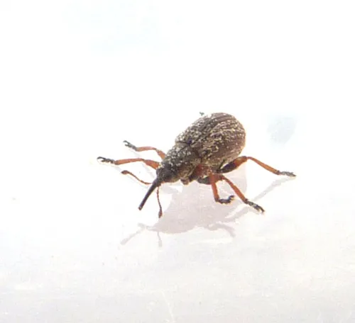 Exapion fuscirostre