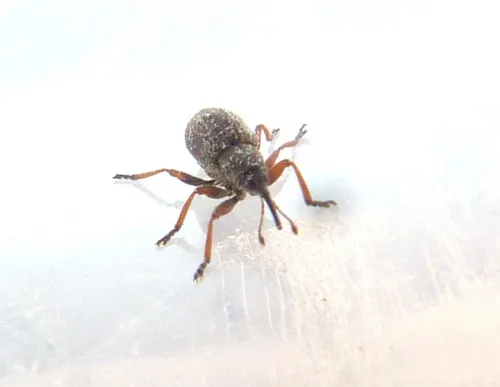 Exapion fuscirostre - photo 2