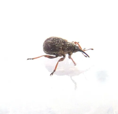 Exapion fuscirostre - photo 3
