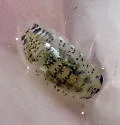 Excirolana chiltoni