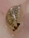 Excirolana chiltoni - photo 2
