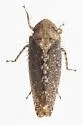 Excultanus dorothyae