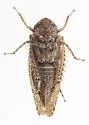Excultanus dorothyae - photo 2