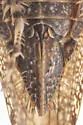 Excultanus dorothyae - photo 3