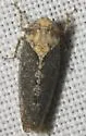 Excultanus excultus - photo 2