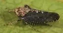 Excultanus excultus - photo 3