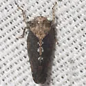 Excultanus excultus - photo 4