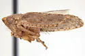 Excultanus incurvatus