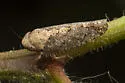 Excultanus incurvatus - photo 3