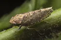 Excultanus incurvatus - photo 4