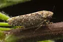 Excultanus incurvatus - photo 5