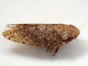 Excultanus neomexicanus