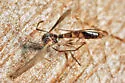 Exechia cincinnata