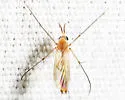Exechia cincinnata - photo 2