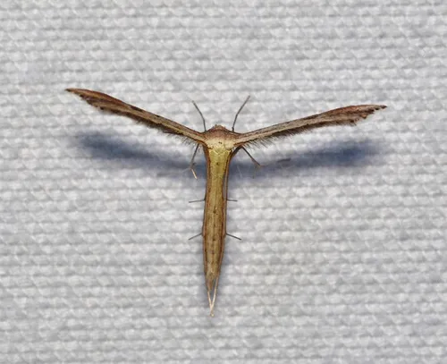Dwarf Plume Moth
