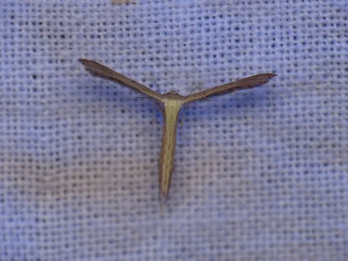 Dwarf Plume Moth - photo 3