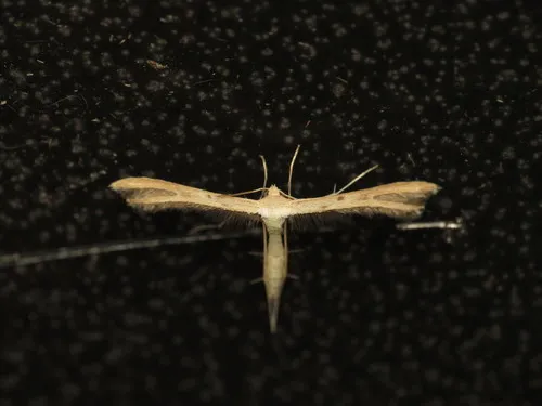 Dwarf Plume Moth - photo 4