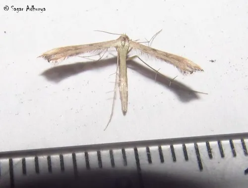 Dwarf Plume Moth - photo 5