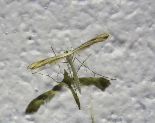 Dwarf Plume Moth - photo 6