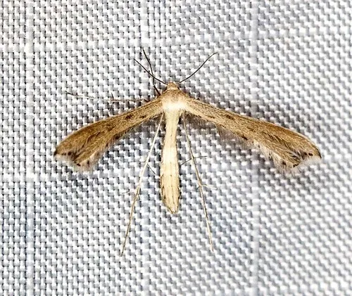 Dwarf Plume Moth - photo 7