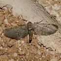 Exelis ophiurus - Hodges#6480 - Exelis ophiurus