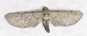 Exelis ophiurus - Hodges#6480 - photo 3