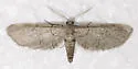 Exelis ophiurus - Hodges#6480 - photo 4