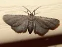 Fine-lined Gray Moth - Hodges#6478