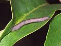 Fine-lined Gray Moth - Hodges#6478 - photo 2