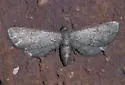 Fine-lined Gray Moth - Hodges#6478 - photo 4