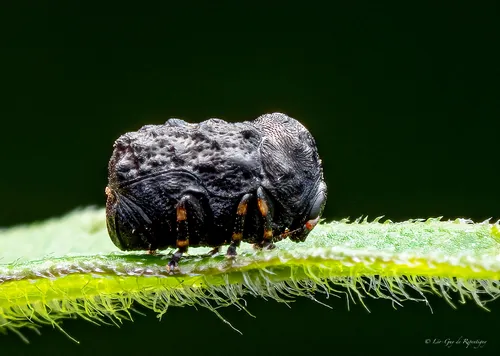 Exema canadensis