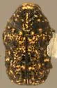 Exema conspersa